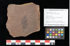 Foto (Objekt + Etikett) von Quercus palaeoilex Ettingshausen (NHMW-GEO-2024-0188-0858)
